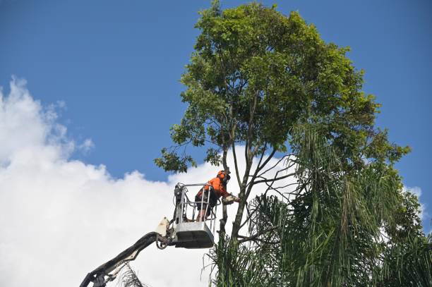 Tree and Shrub Care in Stuart, IA